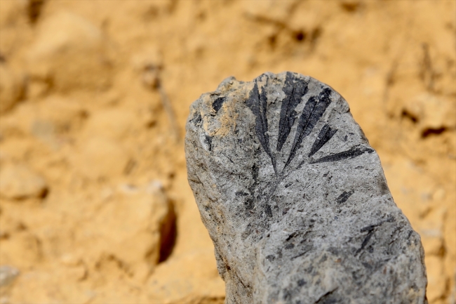 Türkiye'de ilk kez 'doğal kehribar' tespit edilen saha inceleniyor